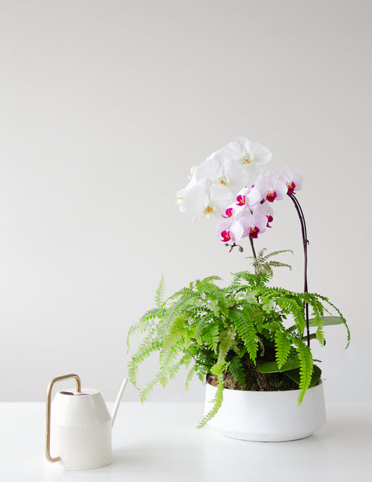 Cascadia - Phalaenopsis Orchid and Tropical Planter