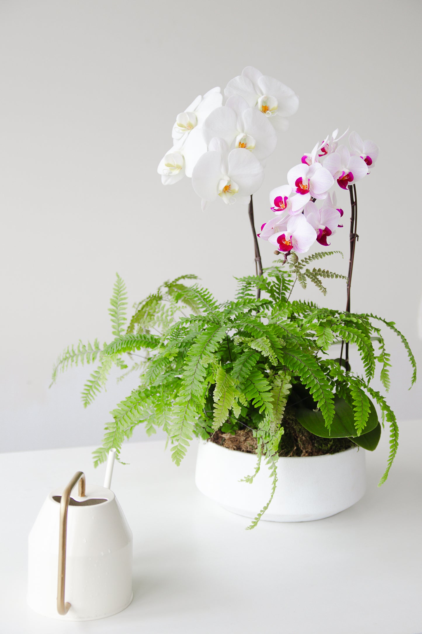 Cascadia - Phalaenopsis Orchid and Tropical Planter