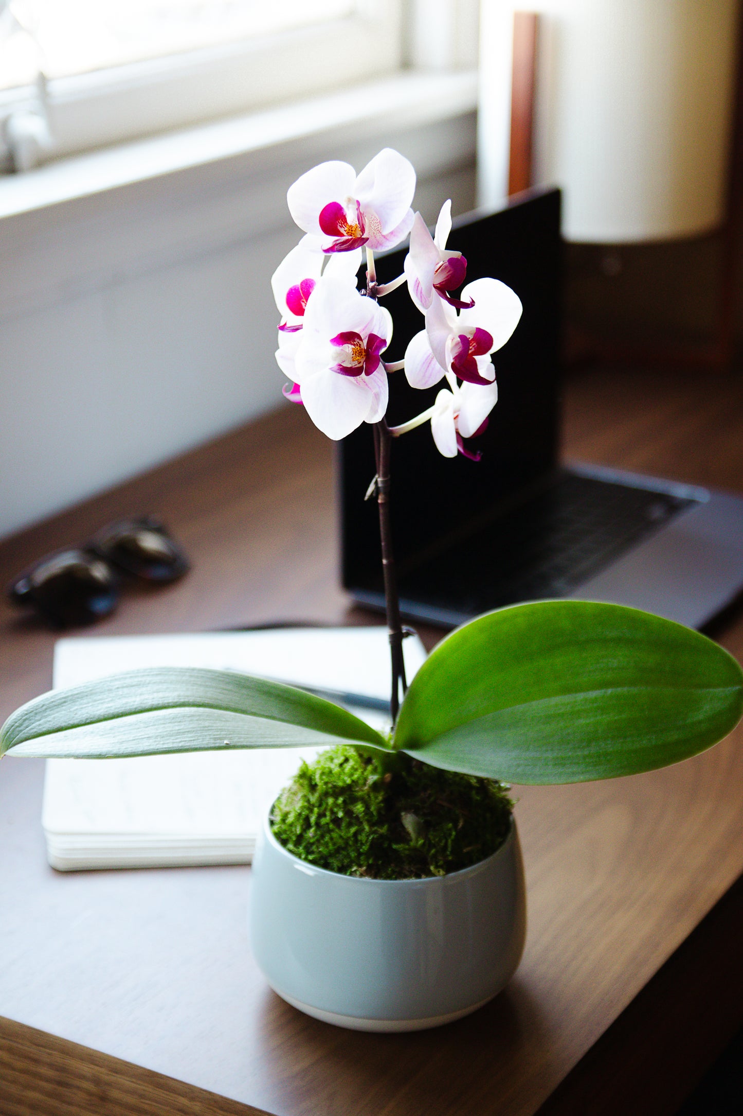 Luna - Petite Phalaenopsis Orchid