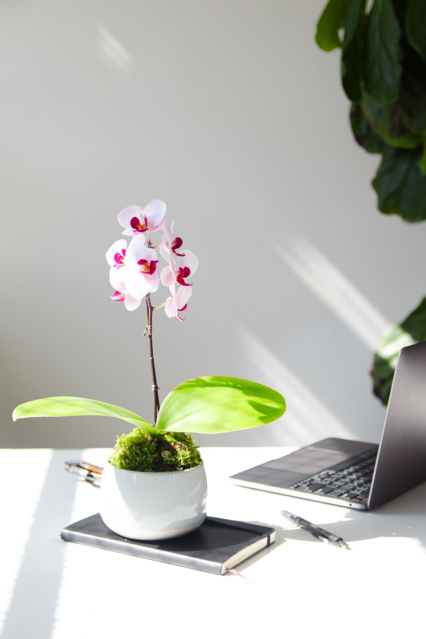 Luna - Petite Phalaenopsis Orchid