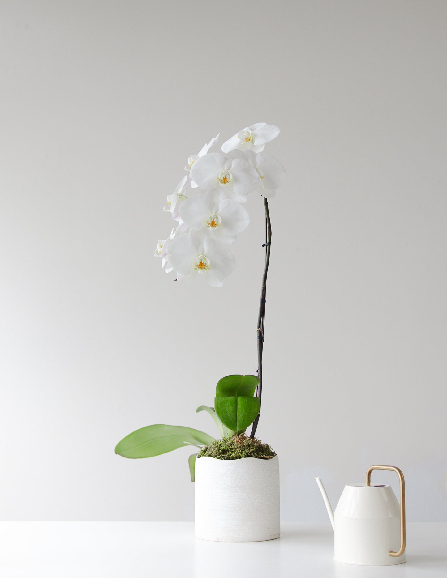 Leilani - Single  Phalaenopsis Orchid Planter