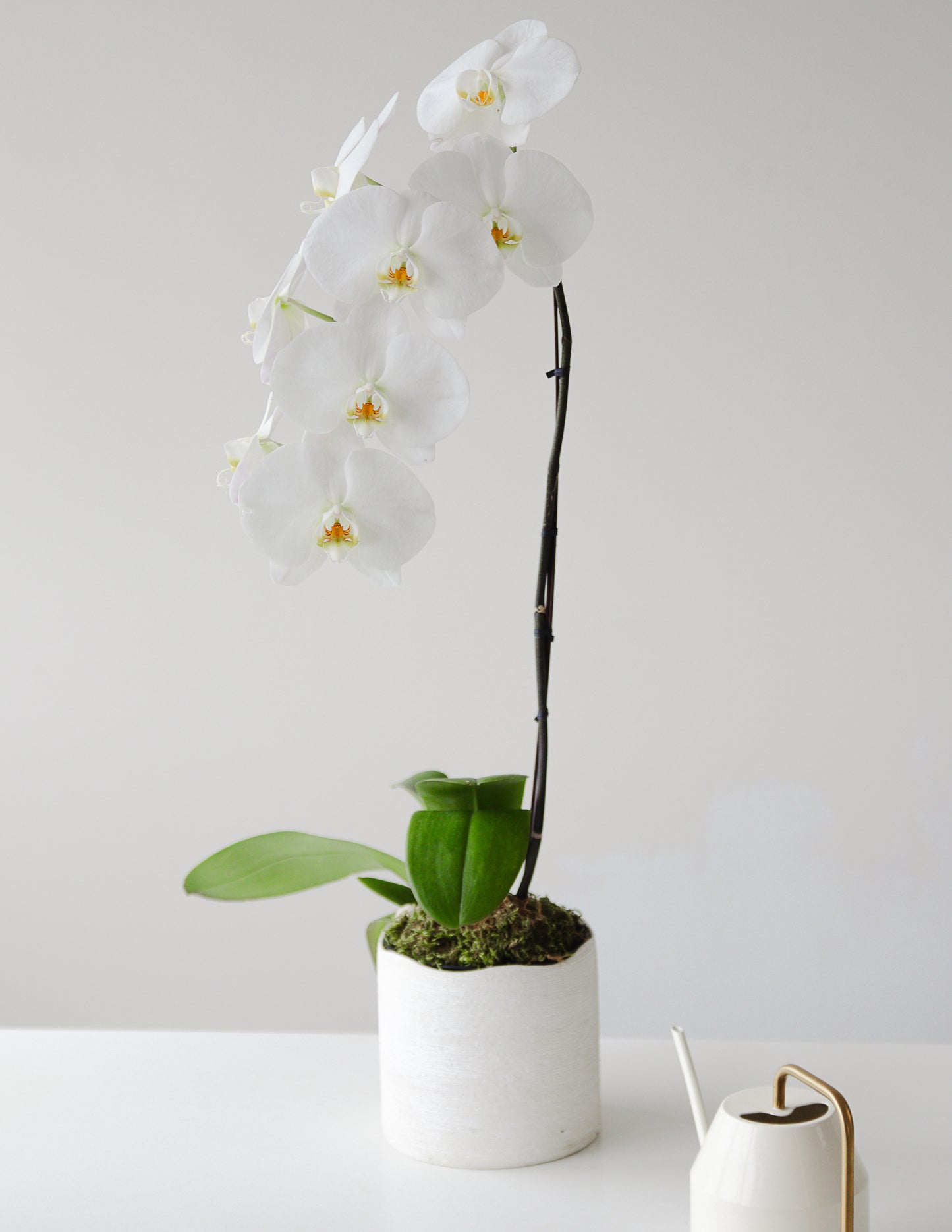 Leilani - Single  Phalaenopsis Orchid Planter