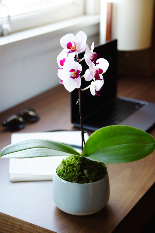 Luna - Petite Phalaenopsis Orchid