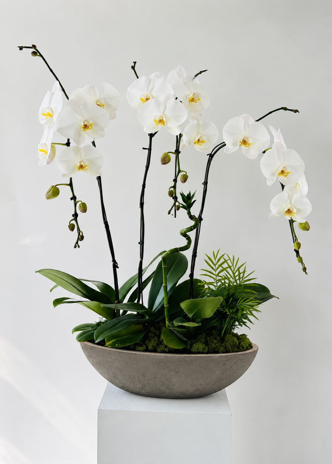 Lucienne - Grand Phalaenopsis Orchid Planter