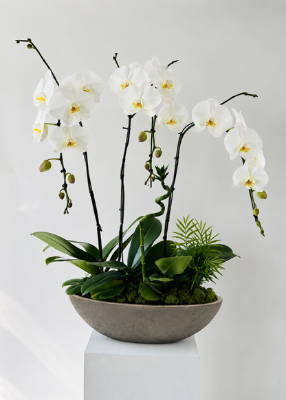 Lucienne - Grand Phalaenopsis Orchid Planter