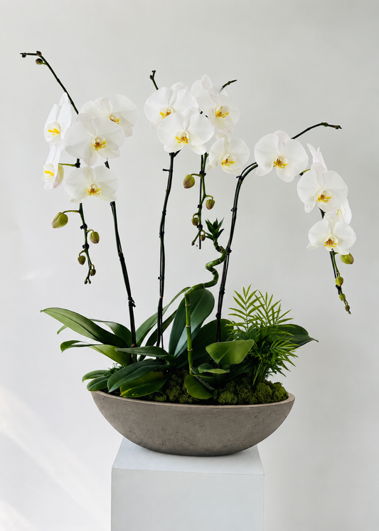 Lucienne - Grand Phalaenopsis Orchid Planter