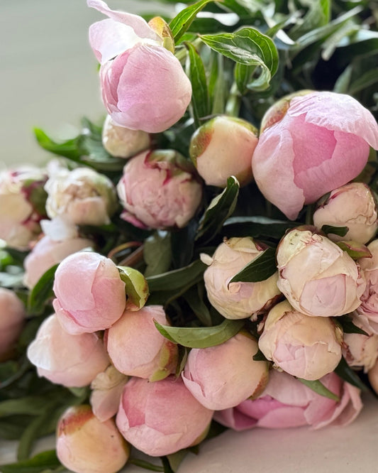 Peony Subscription Bi-Weekly Deliveries in Vancouver| May to June