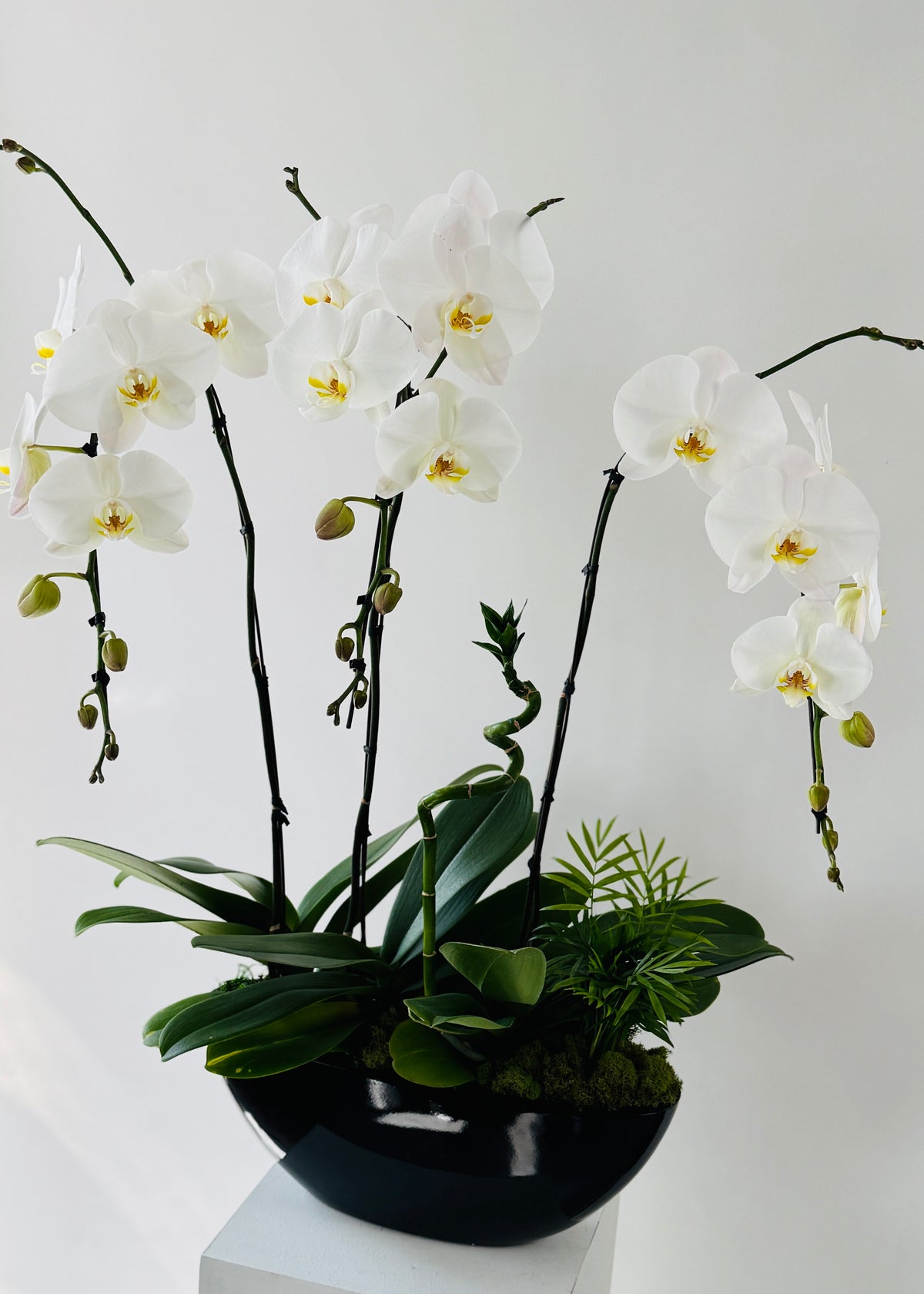 Lucienne - Grand Phalaenopsis Orchid Planter