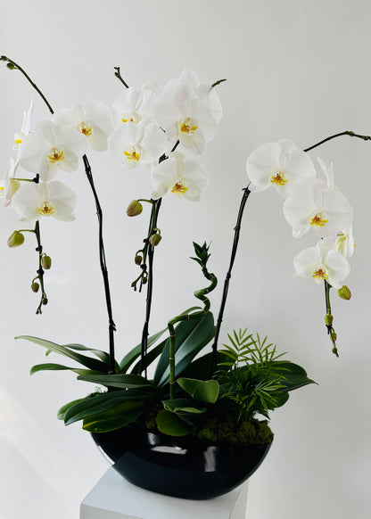 Lucienne - Grand Phalaenopsis Orchid Planter
